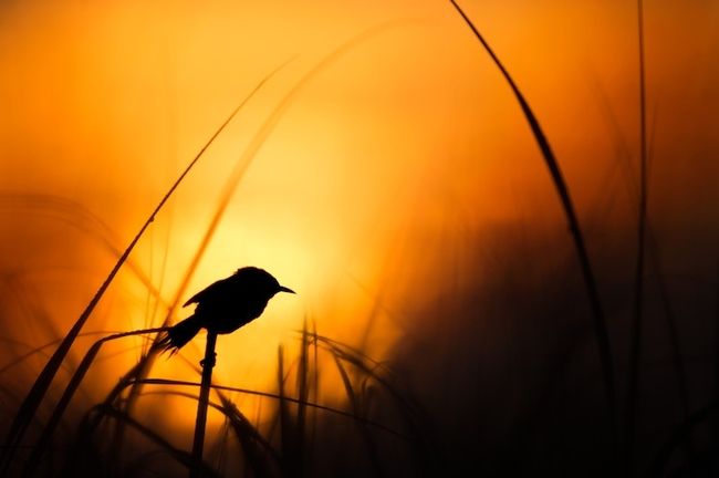 Fotografia dell'ora d'oro