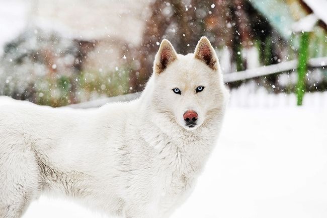 Komposition der Winterfotografie